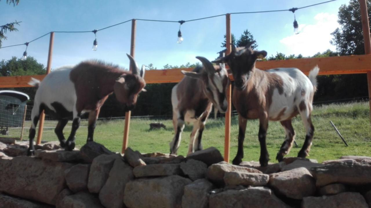 Zuruck Zur Natur - Urlaub Im Zirkuswagen, Sommeratelier Oder Schindelwagen Adenbach Eksteriør bilde