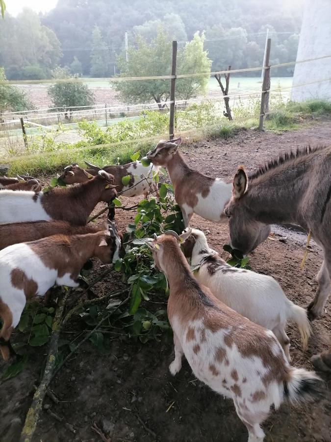 Zuruck Zur Natur - Urlaub Im Zirkuswagen, Sommeratelier Oder Schindelwagen Adenbach Eksteriør bilde